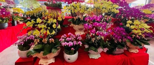 车市花市消费回暖年味浓
