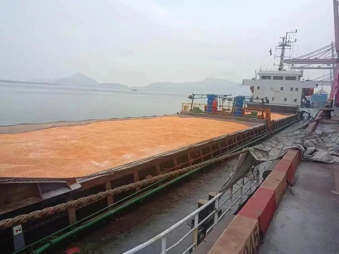 连云港港打破玉米美洲进口路径依赖