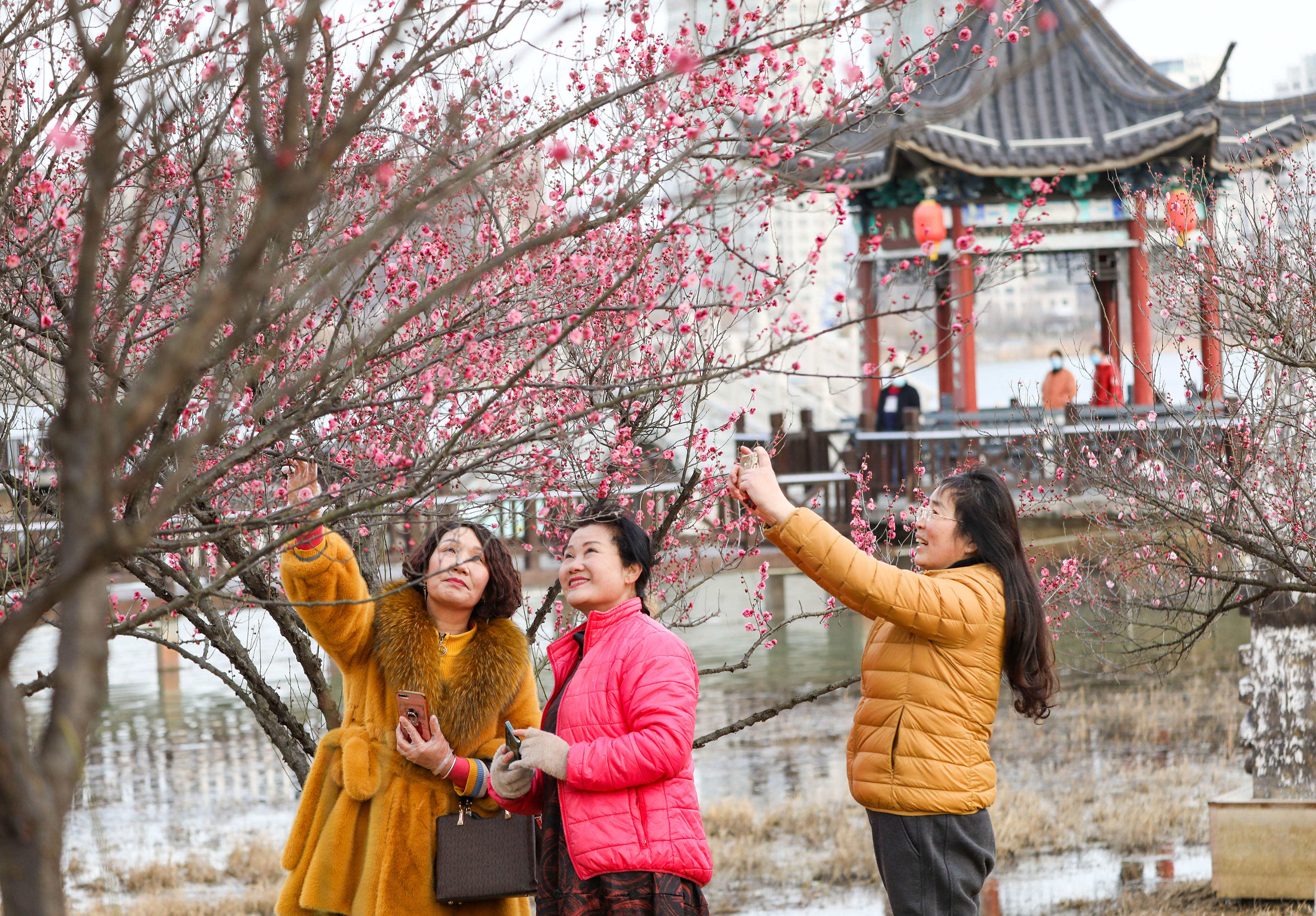 西双湖风景区梅花绽放