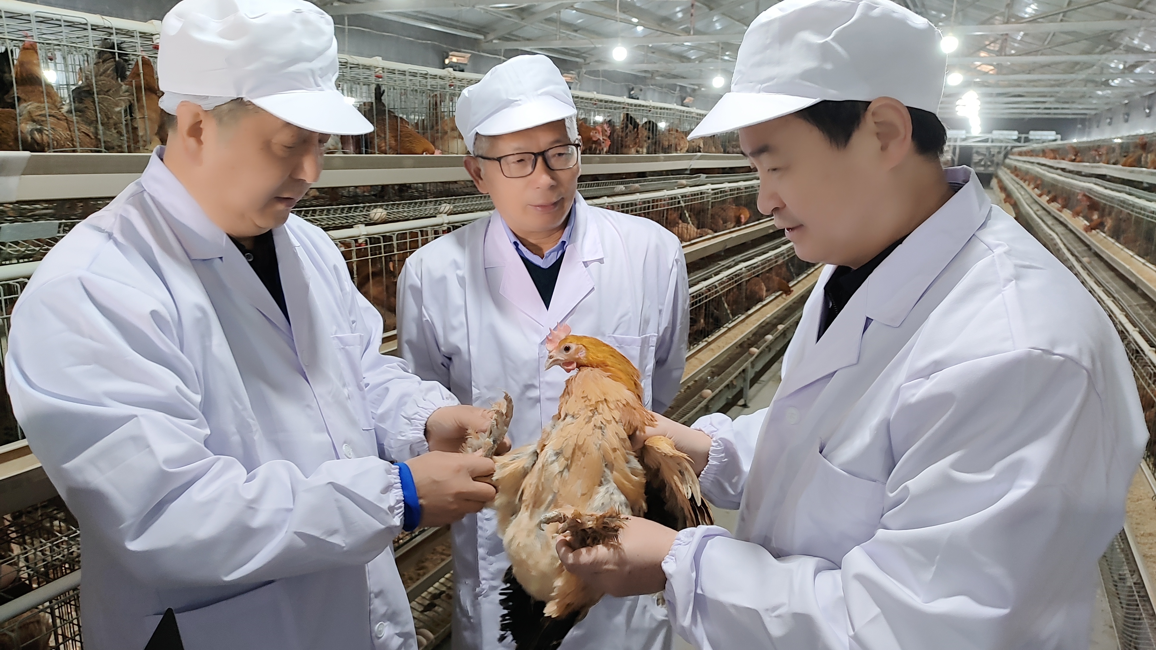 遗传资源鉴定现场核验通过 徐海鸡有了自己的“身份证”