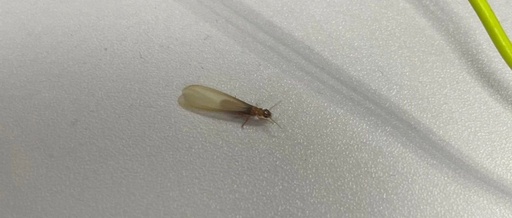 气温升高 请留意白蚁分飞