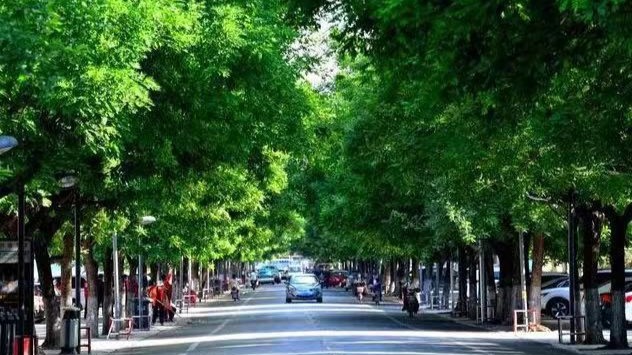 《市区道路林荫化建设三年（2023-2025）行动方案》发布 力争市区林荫路推广率达到85％