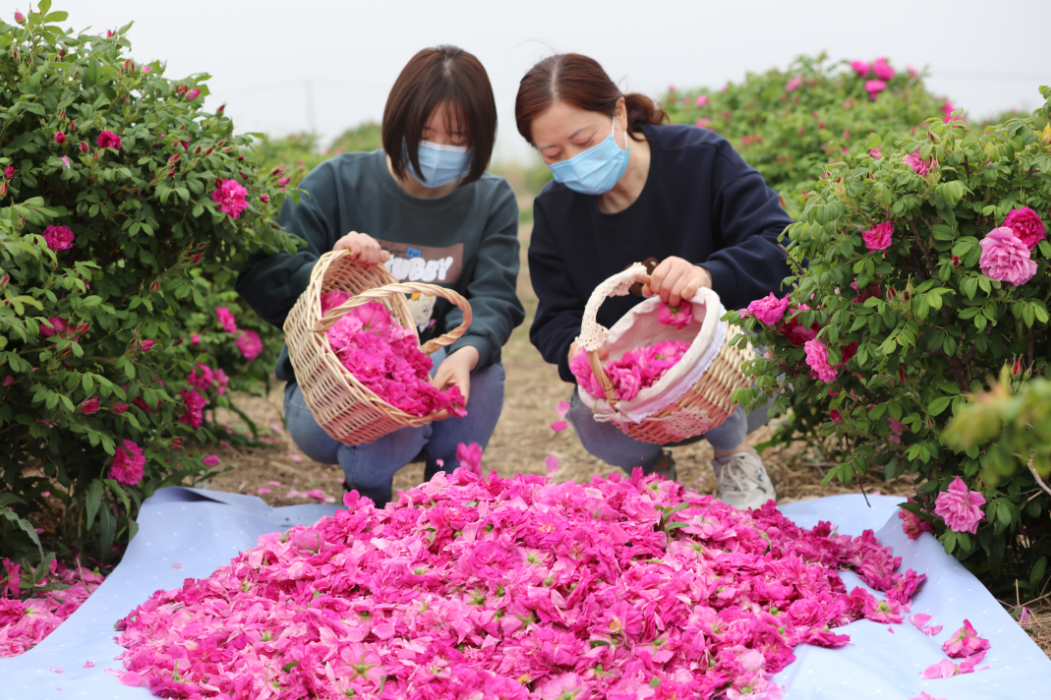 人物志 | 瑰冠在顶 她的梦想花香四溢