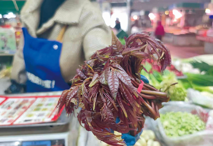 一两八元 香椿抢鲜上市