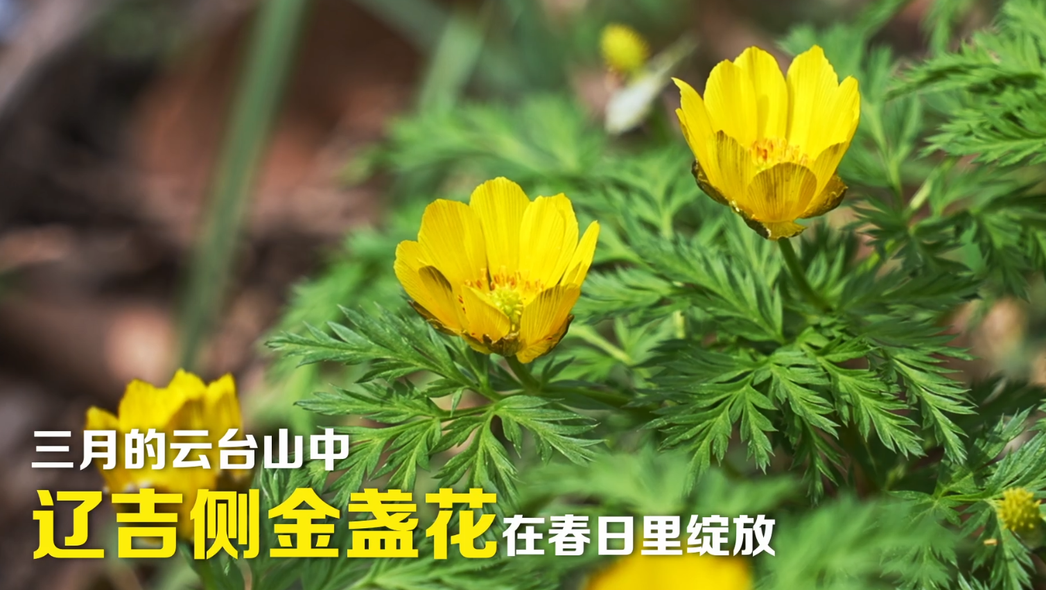 听，万物之声：辽吉侧金盏花
