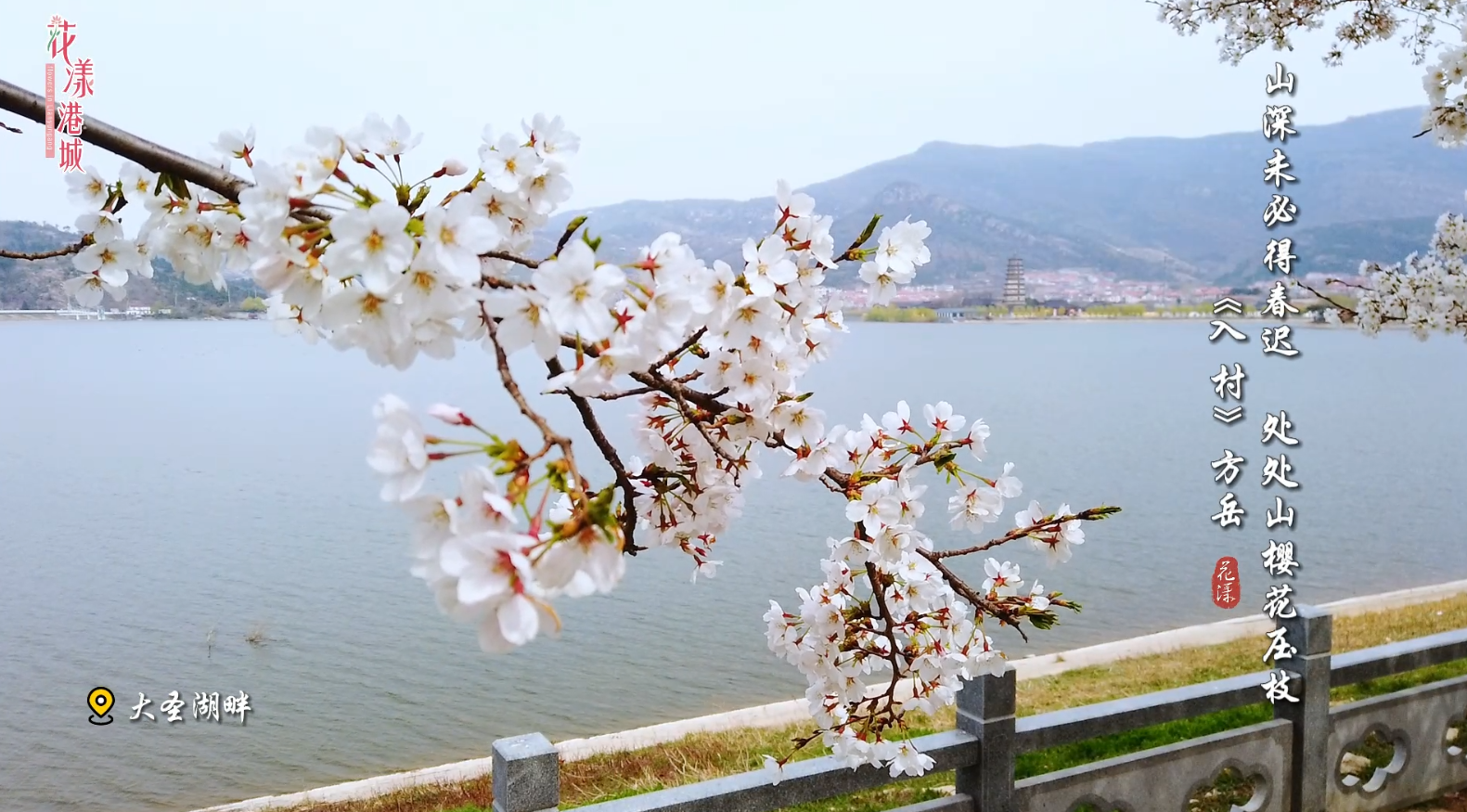 花漾港城——樱花