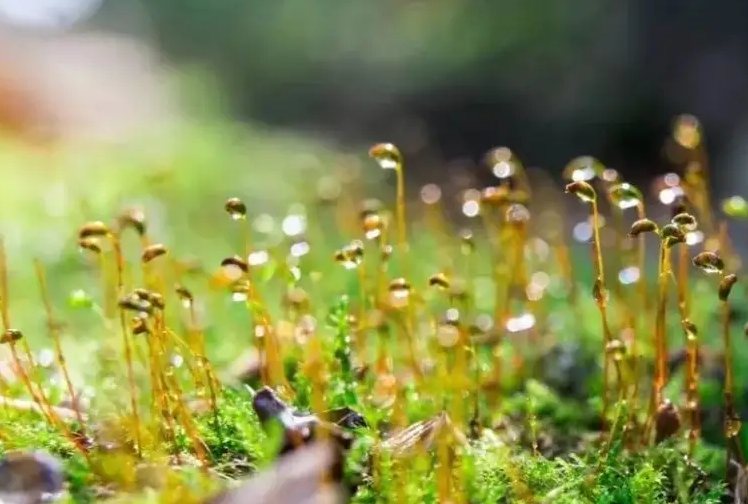 淅沥的春雨前脚走 料峭的春寒后脚到 25日早晨低温只有1℃到2℃
