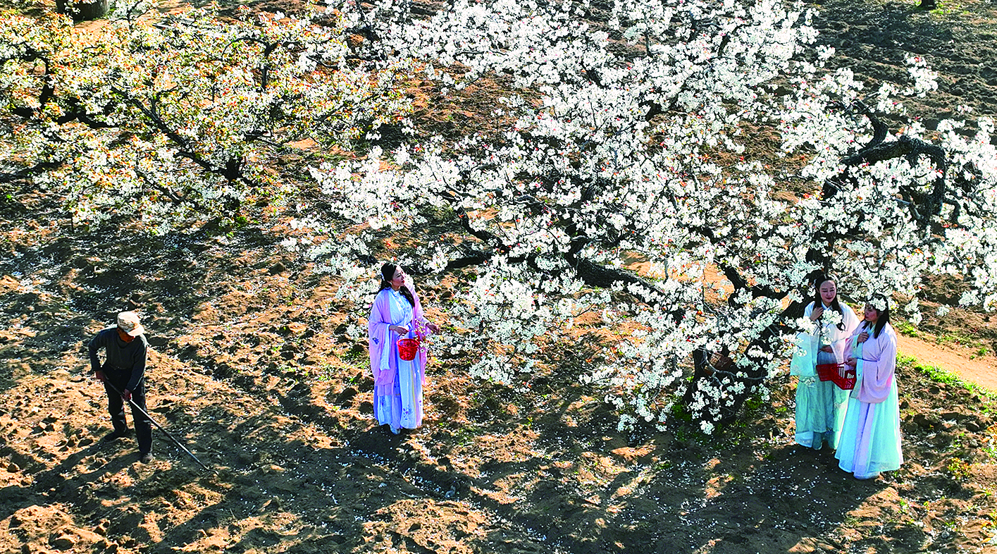 海州区洪门百年古安梨园花海吸引游客赏花留影