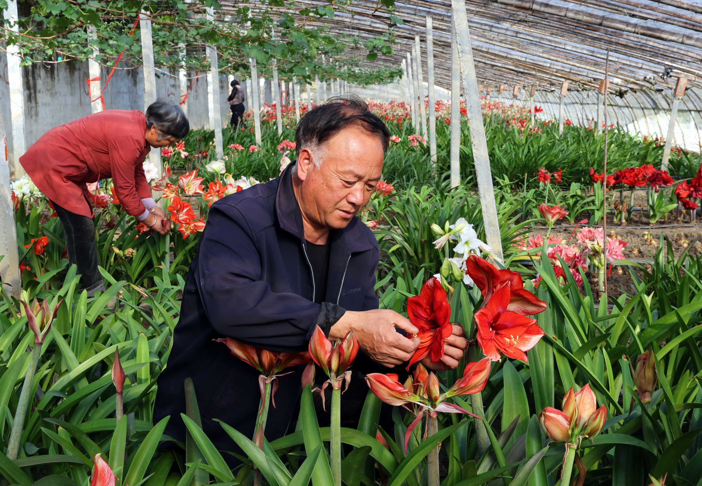 人物志 | 从痴迷培育花种到年入数百万 “花痴”老周和他的朱顶红