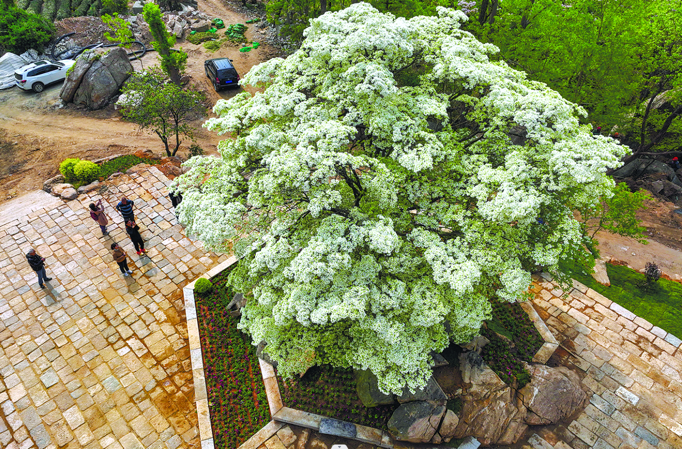 千年雌雄同体糯米花树花满枝头