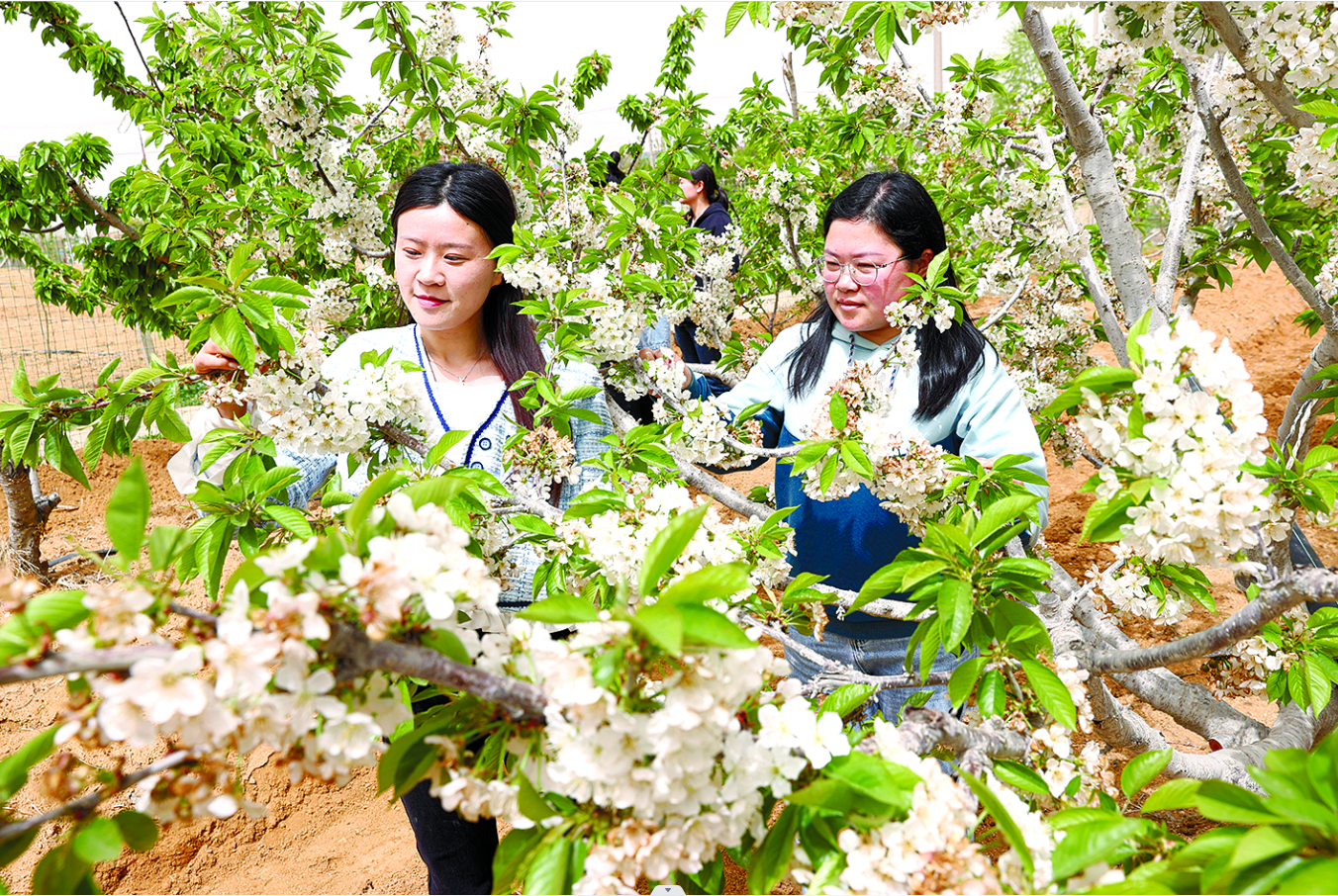 赣榆区厉庄镇谢湖村樱桃花进入最佳观赏期