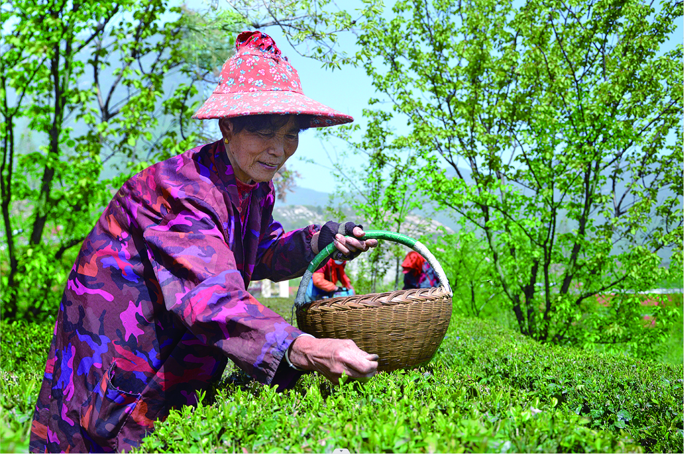 连云区云山街道以茶促旅、以旅兴茶谋发展