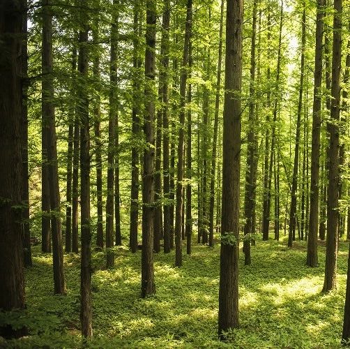 三年新增100多种生物   4A级景区里藏着一座不被打扰的水杉林