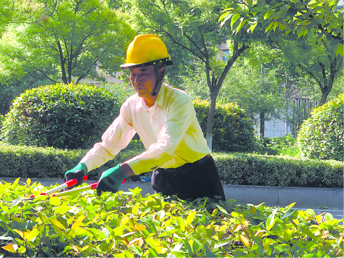 灌南住建局举办园林绿化修剪技能大赛 