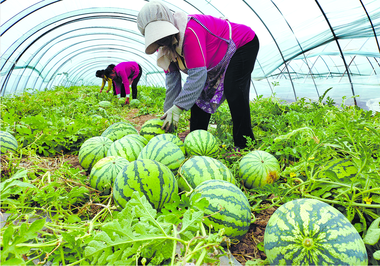 灌南县今年栽植约2万亩优质大棚西瓜   本月下旬陆续上市