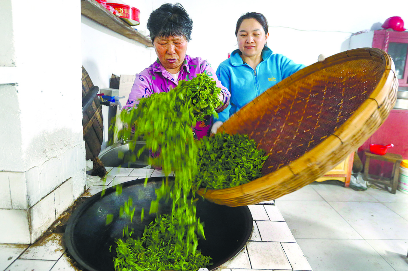 “非遗”传人悉心制茶