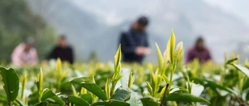 一株茶树产出5种茶   延长茶叶产业链促增收