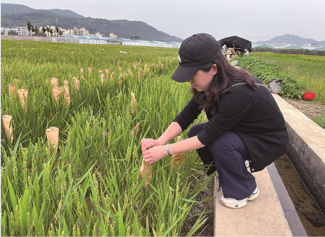 文明实践·时代新风︱刘艳:让盐碱地变为藏粮仓