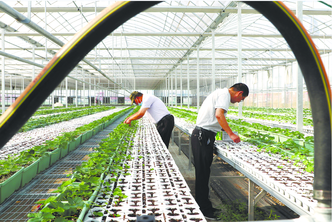 灌云优化草莓苗种 助农民增产增收