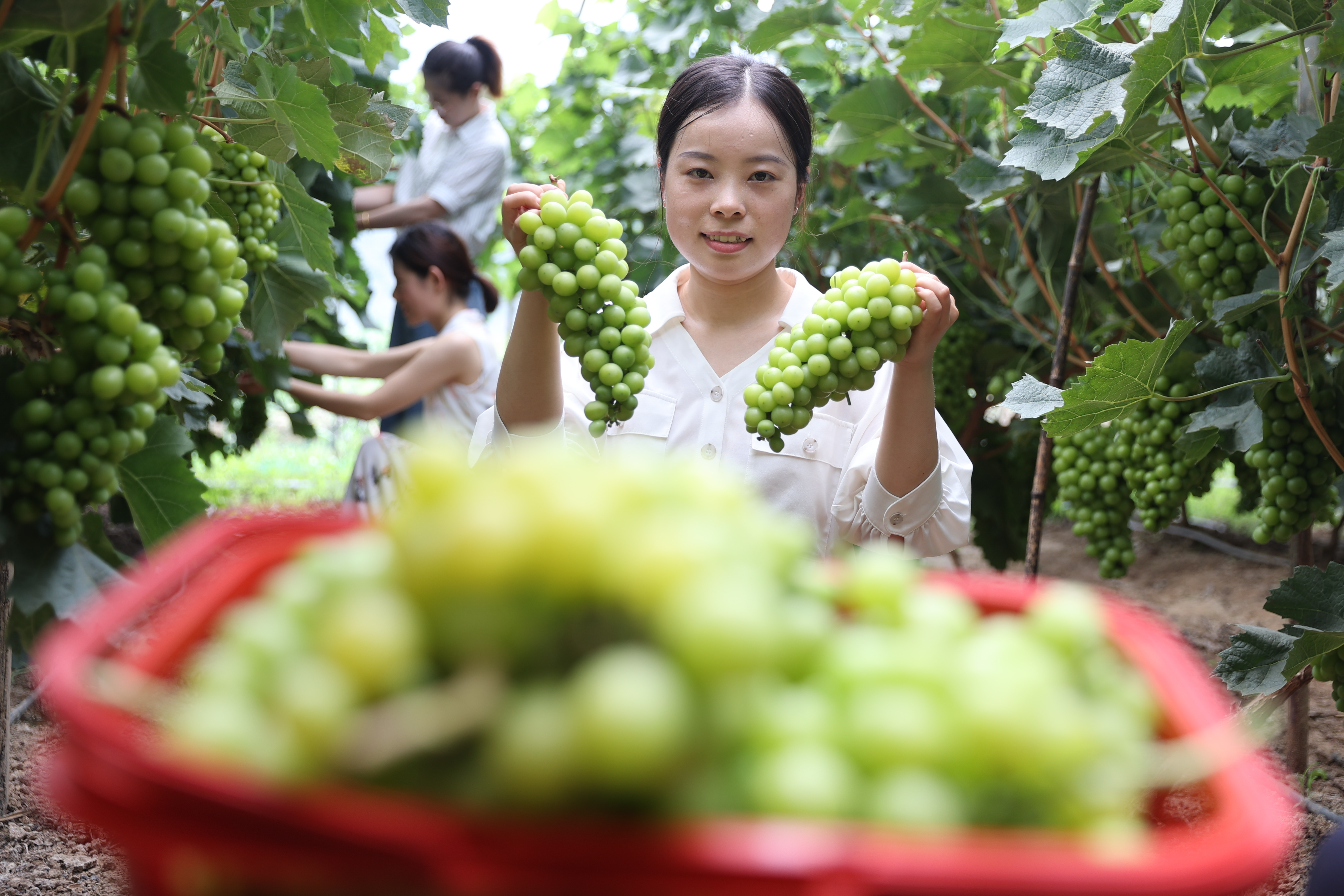 “农旅葡萄”迎丰收