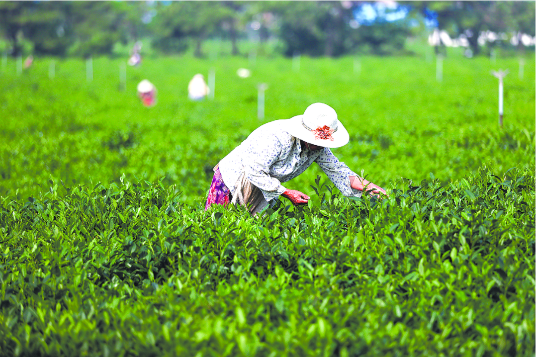 农民抢抓农时采摘加工   茶产业助群众增收致富