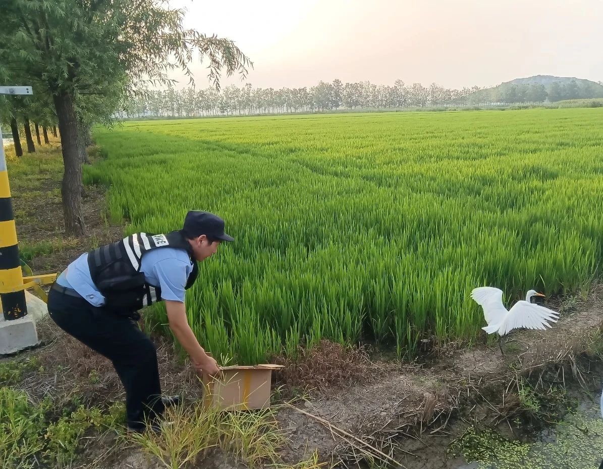 猫头鹰、白鹭一起来到派出所
