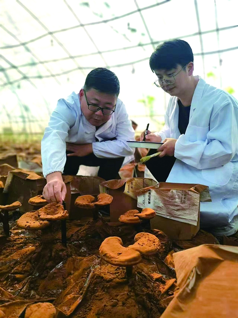 “餐桌上的科技”系列报道：“仙草”灵芝怎样“飞”进百姓家