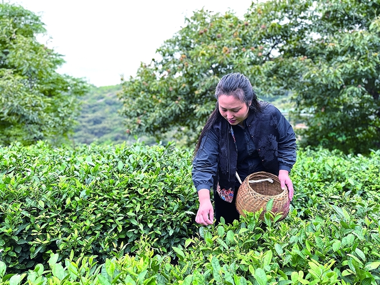 云雾茶如何赢得好口碑