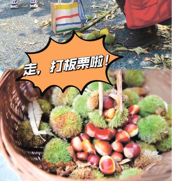 打造专属IP   助力农文旅品牌提升活跃度 地产山栗子亟待破圈