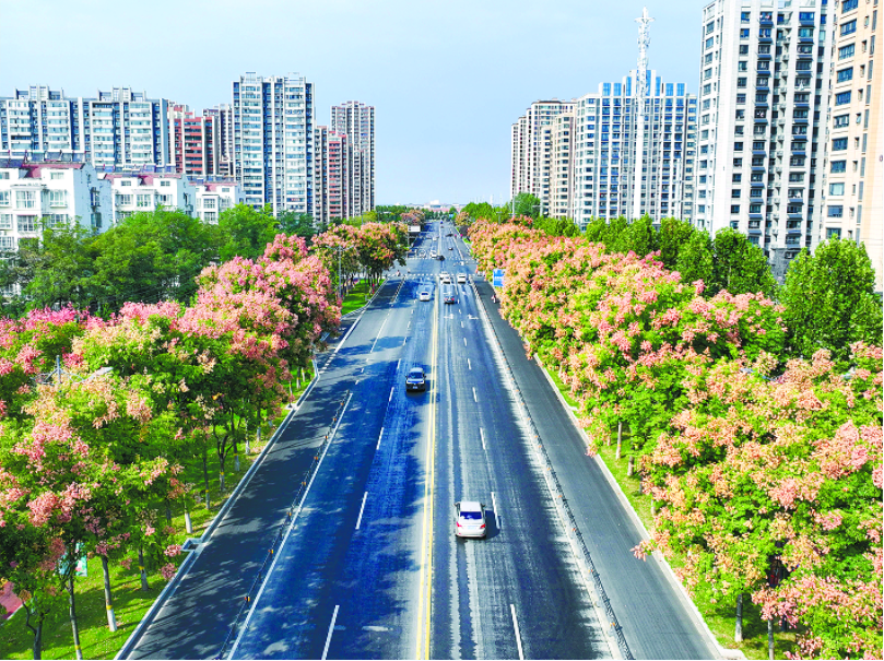 赣榆城区怀仁路两侧的栾树花开满枝头  流金溢彩