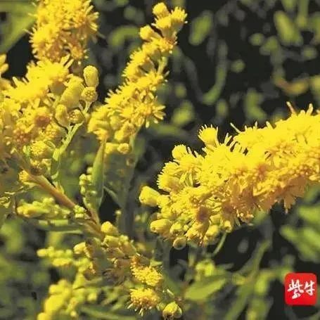 连云港市集中清理“一枝黄花”