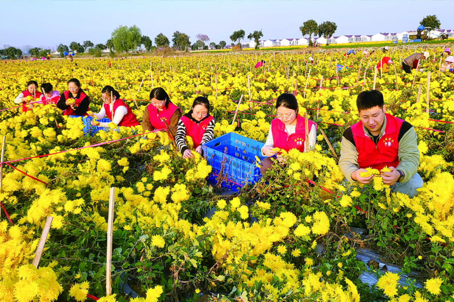 灌云县青年志愿者帮助种植户采收金丝皇菊