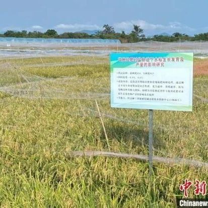 耐盐碱水稻2个品种测产均创新高