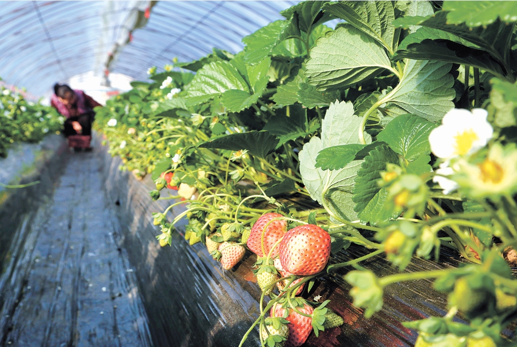 种植户忙着采收新鲜草莓供应市场