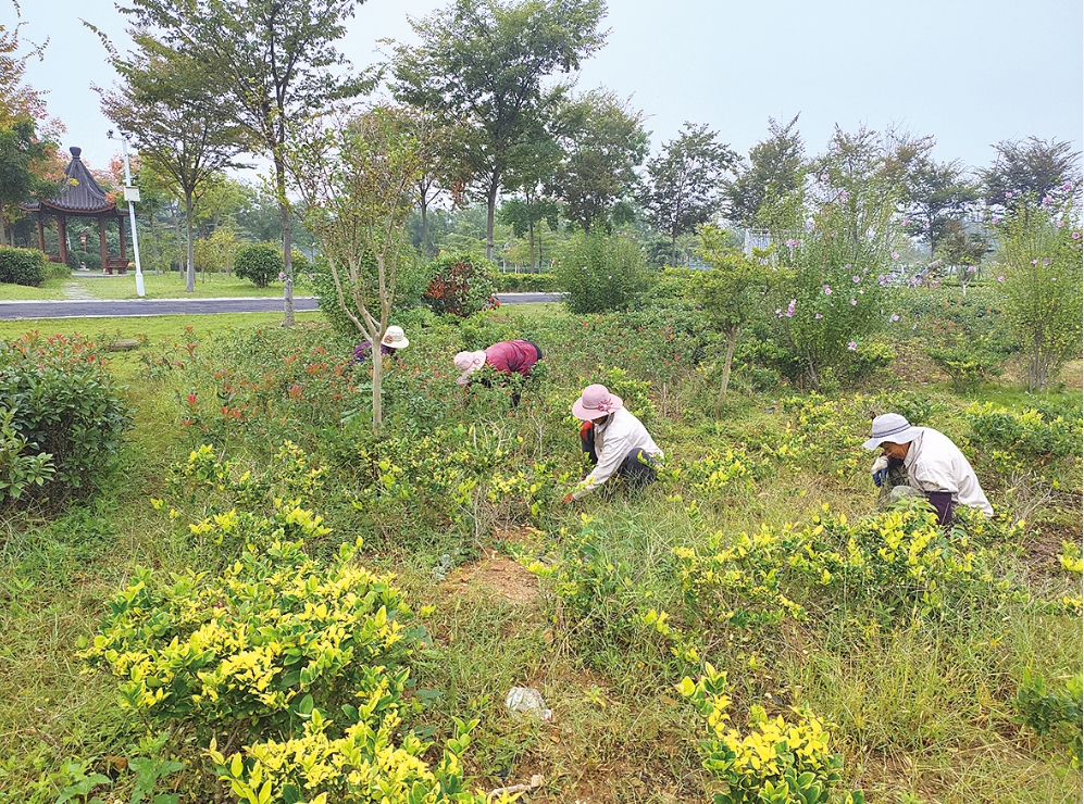 市城建控股集团同城地产强化秋季绿化养护 营造优美宜居环境

