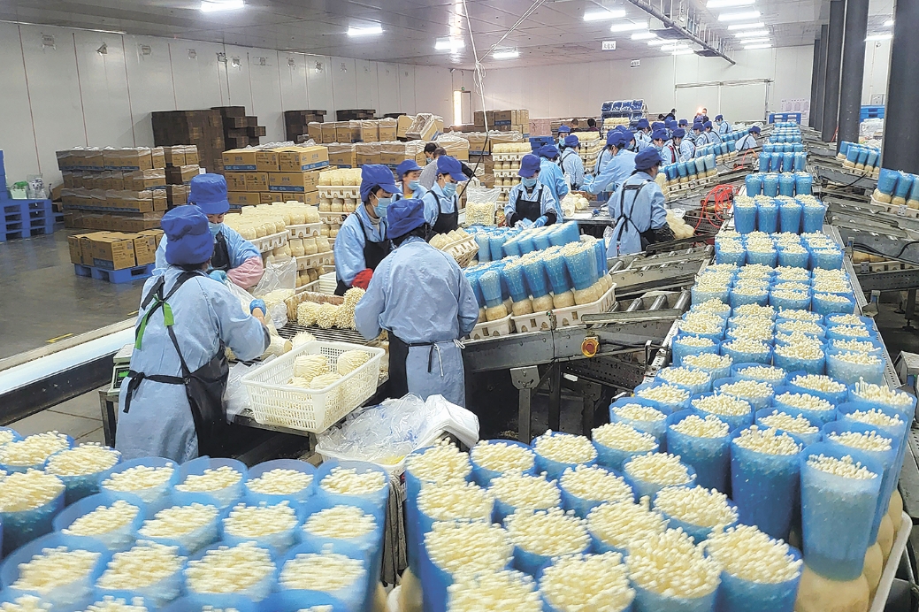 科技赋能 实现食用菌工厂化种植转型升级