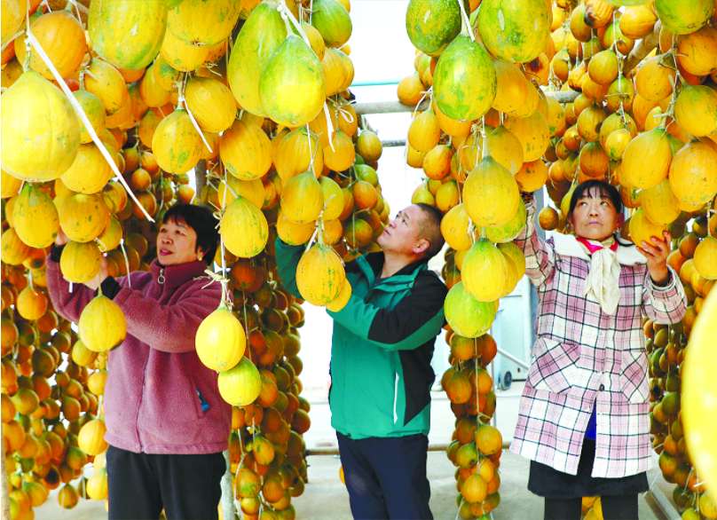 村瓜蒌种植基地喜获丰收