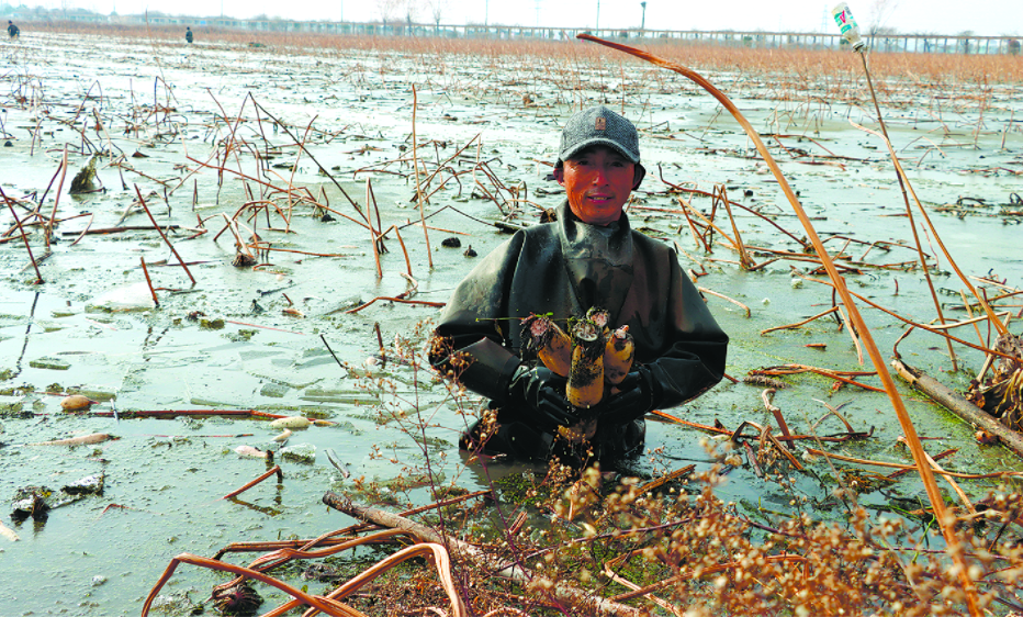 破冰采藕