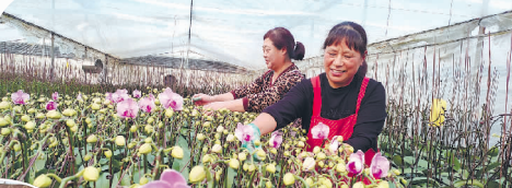 美丽经济绽放   年宵花销售火爆