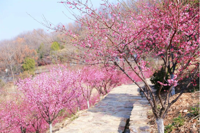 走，去大花果山赴一场「繁花之约」！