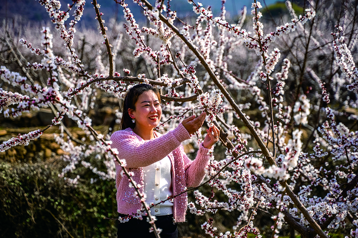 杏花绽放  芳香诱人