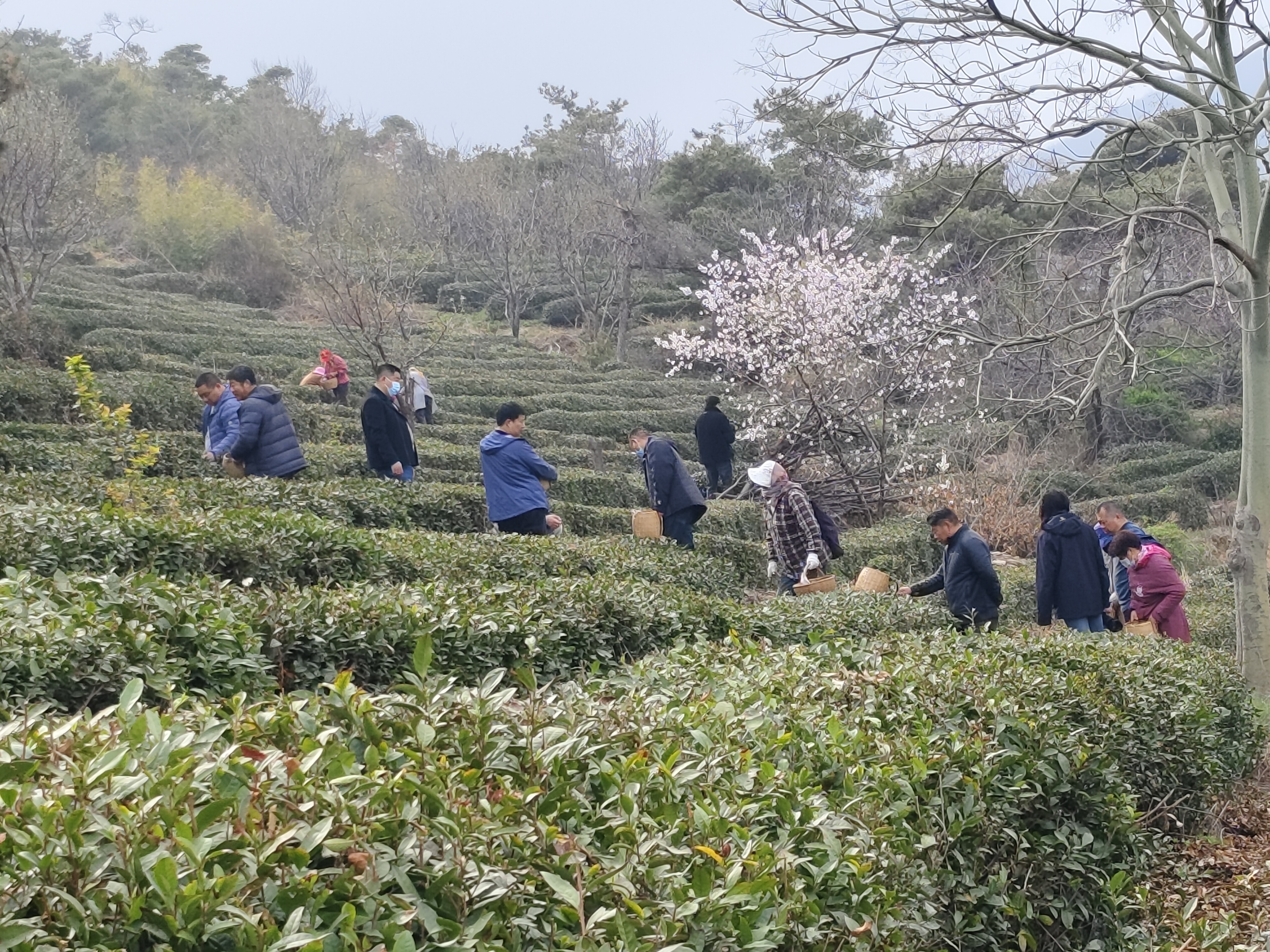 头茬明前茶今日开采
