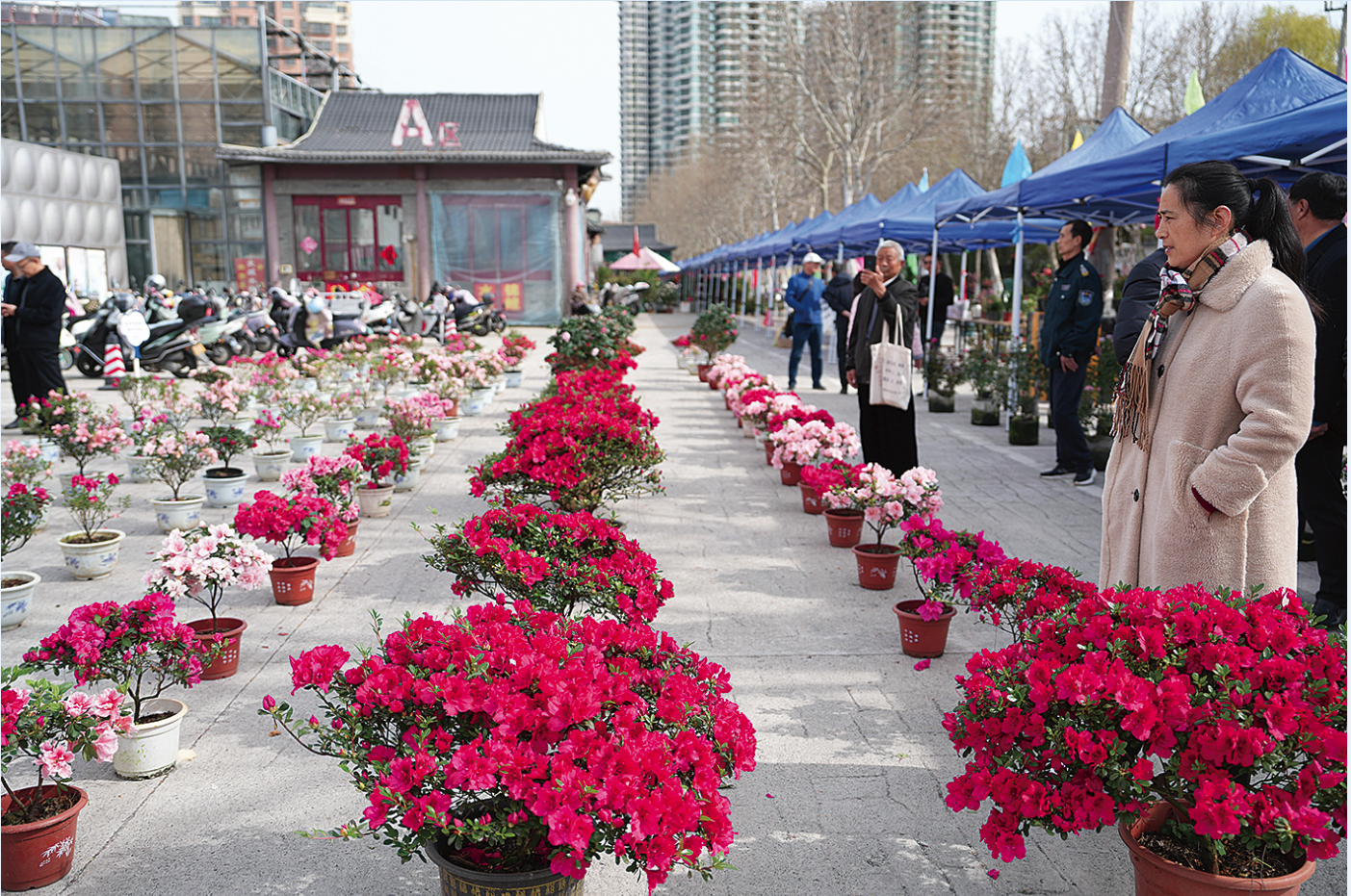 “街“”景”联动  擦亮“花漾海州”旅游品牌