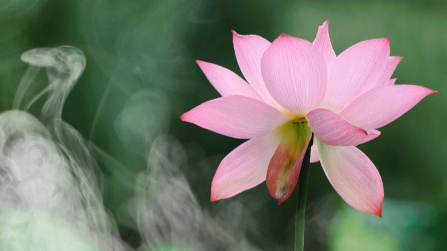 【發現美好 分享生活·夏日荷花香】連云港報業集團“城市拍客團”作品展示第五十九期