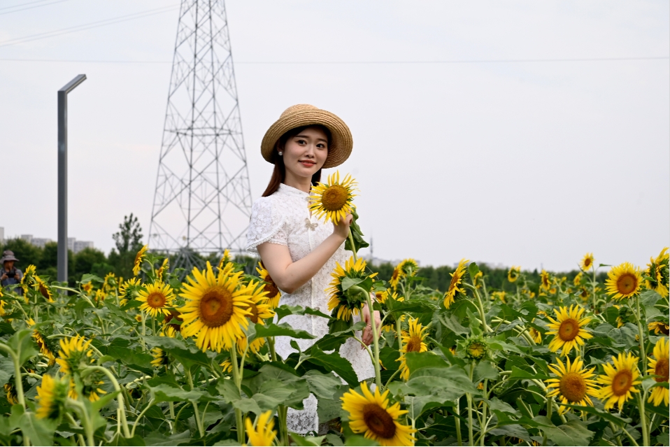 月牙岛向日葵进入盛花期