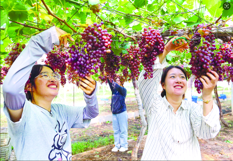 葡萄喜获丰收  吸引众多游客前往