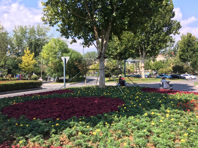 百万丛时令鲜花扮靓节日连云港