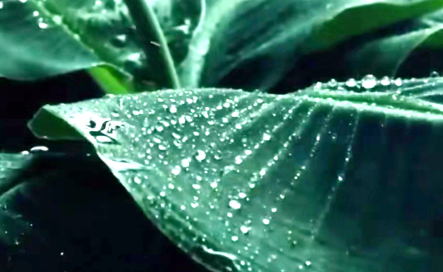 意趣应从何处来——余光中散文集《听听那冷雨》读后