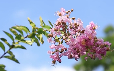 王昂：紫薇长放半年花