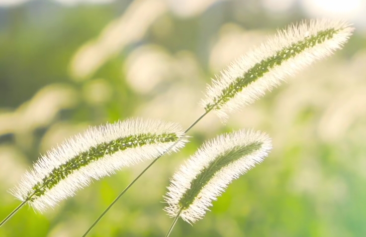 魏琪：心有赤诚润芳菲